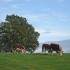 Herefords 